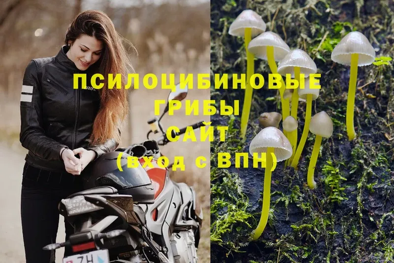 Псилоцибиновые грибы Psilocybe  Алдан 